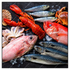 Led Wandbild Frischer Fisch Und Meeresfruechte Quadrat Produktvorschau Frontal