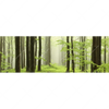 Led Wandbild Fruehling Im Buchenwald Panorama Motivvorschau
