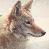 Led Wandbild Fuchs Wald Querformat Zoom