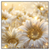 Led Wandbild Funkelnde Blumen In Gold Quadrat Produktvorschau Frontal