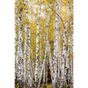 Led Wandbild Gelber Birkenwald Hochformat Motivvorschau