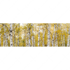 Led Wandbild Gelber Birkenwald Panorama Motivvorschau