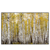 Led Wandbild Gelber Birkenwald Querformat Produktvorschau Frontal