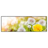 Led Wandbild Gelber Loewenzahn Panorama Produktvorschau Frontal