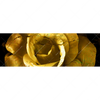 Led Wandbild Goldene Rose Panorama Motivvorschau
