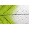 Led Wandbild Gruenes Blatt Querformat Motivvorschau