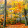 Led Wandbild Herbstfarben Im Nebligen Wald Quadrat Motivvorschau