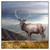 Led Wandbild Hirsch In Der Herbstzeit Quadrat Produktvorschau Frontal