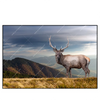 Led Wandbild Hirsch In Der Herbstzeit Querformat Produktvorschau Frontal