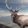 Led Wandbild Hirsch In Der Herbstzeit Querformat Zoom