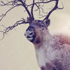 Led Wandbild Hirsch Wald No 1 Querformat Zoom