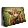 Led Wandbild Hochland Rind Mit Nasenring Querformat Produktvorschau Seitlich