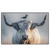 Led Wandbild Hochlandrind Bunter Vogel Querformat Produktvorschau Frontal