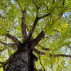 Led Wandbild Hoher Baum Panorama Zoom