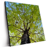 Led Wandbild Hoher Baum Quadrat Produktvorschau Seitlich