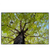 Led Wandbild Hoher Baum Querformat Produktvorschau Frontal