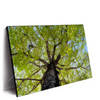 Led Wandbild Hoher Baum Querformat Produktvorschau Seitlich