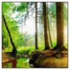 Led Wandbild Idyllischer Wald Bei Sonnenaufgang Quadrat Produktvorschau Frontal