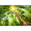 Led Wandbild Im Frischen Gruenen Wald Querformat Motivvorschau