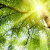 Led Wandbild Im Frischen Gruenen Wald Querformat Zoom