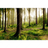 Led Wandbild Im Tiefen Wald Querformat Motivvorschau