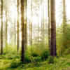 Led Wandbild Im Tiefen Wald Querformat Zoom