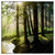 Led Wandbild Im Wald Quadrat Produktvorschau Frontal