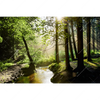 Led Wandbild Im Wald Querformat Motivvorschau
