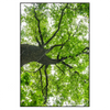 Led Wandbild Imposanter Baum Hochformat Produktvorschau Frontal
