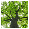 Led Wandbild Imposanter Baum Quadrat Produktvorschau Frontal