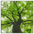 Led Wandbild Imposanter Baum Quadrat Produktvorschau Frontal
