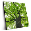 Led Wandbild Imposanter Baum Quadrat Produktvorschau Seitlich