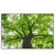 Led Wandbild Imposanter Baum Querformat Produktvorschau Frontal