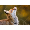 Led Wandbild Junger Fuchs Querformat Motivvorschau