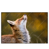 Led Wandbild Junger Fuchs Querformat Produktvorschau Frontal
