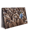 Led Wandbild Koenigspinguine Querformat Produktvorschau Seitlich