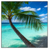 Led Wandbild Kokospalme Am Strand Quadrat Produktvorschau Frontal