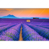 Led Wandbild Lavendel Blumen Feld Querformat Motivvorschau