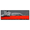 Led Wandbild Leopard Eleganz Trifft Abstraktion Panorama Produktvorschau Frontal