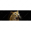 Led Wandbild Leopard In Der Dunkelheit Panorama Motivvorschau