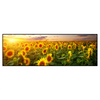 Led Wandbild Leuchtend Gelbe Sonnenblumen Am Abend Panorama Produktvorschau Frontal