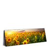 Led Wandbild Leuchtend Gelbe Sonnenblumen Am Abend Panorama Produktvorschau Seitlich