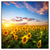Led Wandbild Leuchtend Gelbe Sonnenblumen Am Abend Quadrat Produktvorschau Frontal