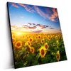 Led Wandbild Leuchtend Gelbe Sonnenblumen Am Abend Quadrat Produktvorschau Seitlich
