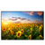 Led Wandbild Leuchtend Gelbe Sonnenblumen Am Abend Querformat Produktvorschau Frontal
