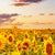 Led Wandbild Leuchtend Gelben Sonnenblumen Am Abend Quadrat Zoom