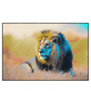 Led Wandbild Loewe Farben Der Wildnis Querformat Produktvorschau Frontal