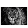 Led Wandbild Loewe Schwarzweiss Querformat Produktvorschau Frontal