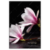 Led Wandbild Magnolien Zen Steine Hochformat Produktvorschau Frontal