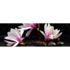 Led Wandbild Magnolien Zen Steine Panorama Motivvorschau
